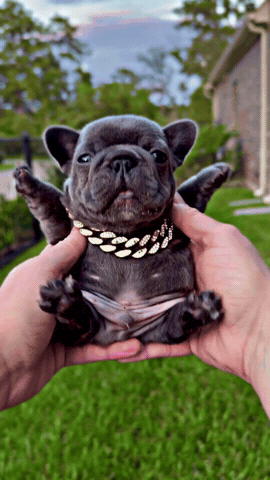 Cute Puppy GIF by Grandiose Frenchies