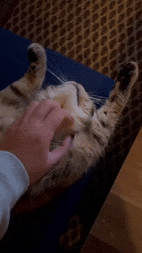 Paw GIFs - Get the best GIF on GIPHY