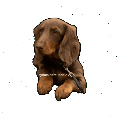 Wiener Dog Sticker by dackelfreunde
