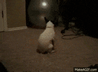 Ass On Fire Gifs Get The Best Gif On Giphy