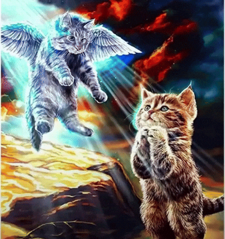 Kitty Cat GIF