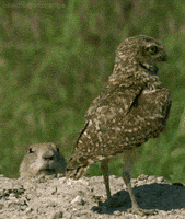prairie dog owl GIF by Head Like an Orange