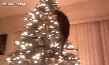 Christmas Cat Fail GIF - Find & Share on GIPHY