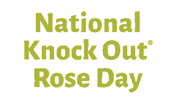 Knockout Sticker by Star Roses and Plants