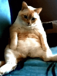 Cat GIFs - Get the best gif on GIFER