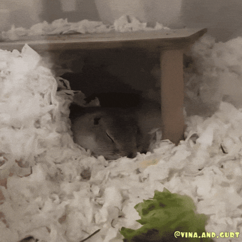 Squirrel Sleeping GIF