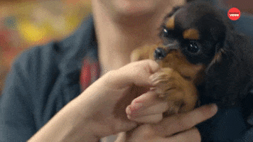 Puppy Biting GIF by BuzzFeed