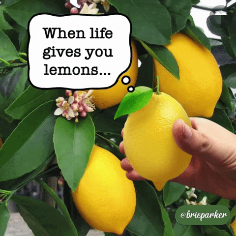 Lemon Tree Fruit GIF