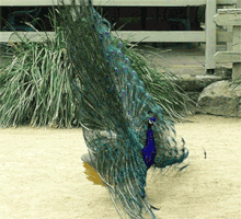 Peacock GIF