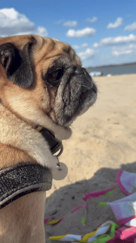 Summer Pug GIF