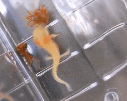 Nom Nom GIF