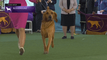 Dogs Shake GIF by Westminster Kennel Club