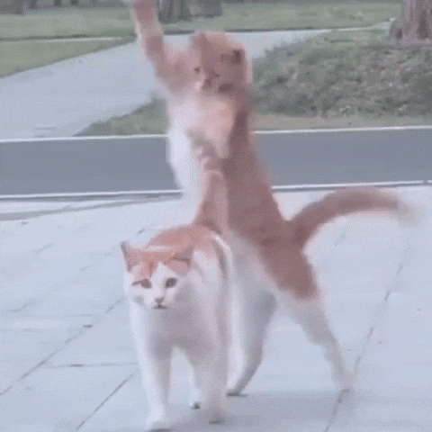 Happy Cat GIF