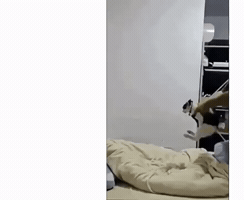 Cat Noticing GIF