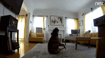home alone dancing GIF by Nest