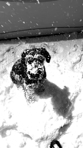 Dog GIF