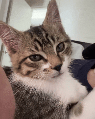 Suspicious Cat GIF