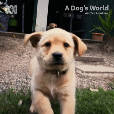 Dog Running GIF by ABC TV + IVIEW
