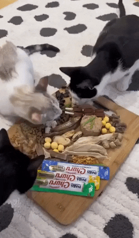 Cat Food GIF by Storyful