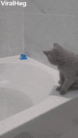Lilah The Cat Falling In The Bath GIF by ViralHog