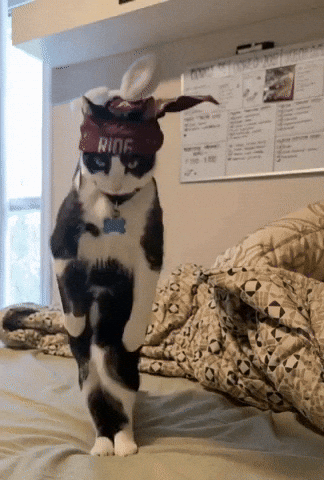 Jookincat GIF