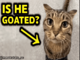 Cat GIF