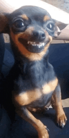 Dog D GIF