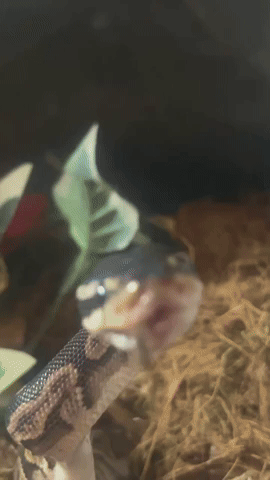 Yawn GIF