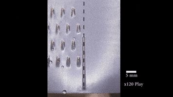 aczewe harvard john a. paulson school of engineering and applied sciences GIF