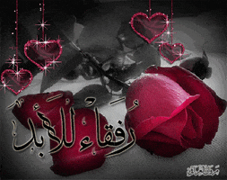 marwan 3 GIF
