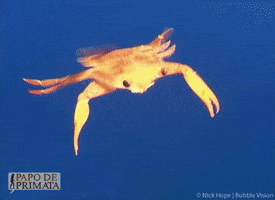 papodeprimata siri crustacean crustaceo arthropoda GIF