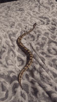 200.gif?cid=fc005b08aaeadd962ee9d27345e7bd5a5ff6a8d2350cdd3f&rid=200.gif&ct=g