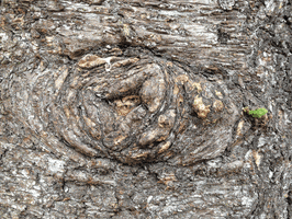 mediumtedium eye tree GIF