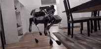 cadiethompson  GIF