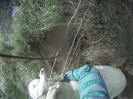 dengrora  GIF
