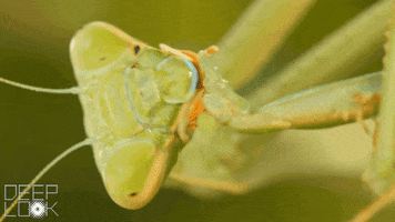 Praying Mantis What GIF by PBS Digital Studios
