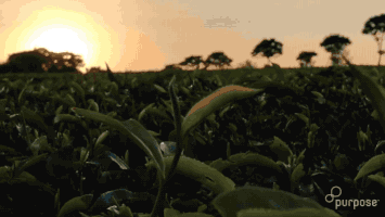 Purple Tea GIF by Rage Agency