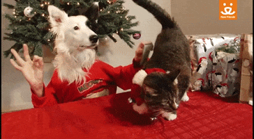 GIF by Best Friends Animal Society