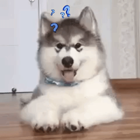 Video gif. A fluffy husky puppy cocks his head to the side in an expression of playful confusion while blue question marks emanate from his head. 
