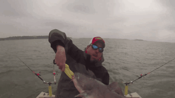 Blue Catfish Fishing GIF
