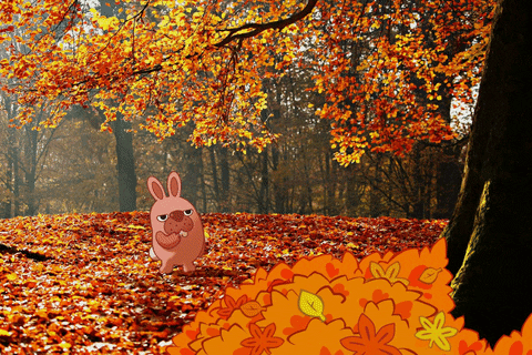 Fall Season Fun GIF by POKOPANG