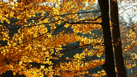 Fall Leaves GIF by Rewire.org - Find & Share on GIPHY