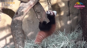 awkward red panda GIF