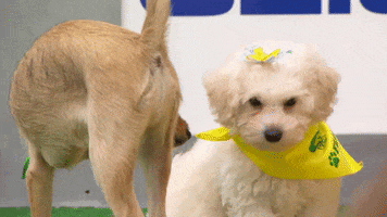 Dog Sniffing GIF by Puppy Bowl