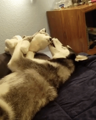 cyb3rfr3ak dog husky playing GIF