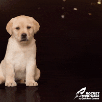 happy new year awww GIF by Rocket Mortgage by Quicken Loans