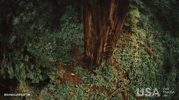 America Wild GIF by  Visit The USA DE