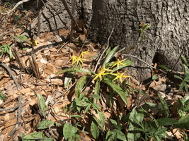 hoosierslim wildflowers GIF