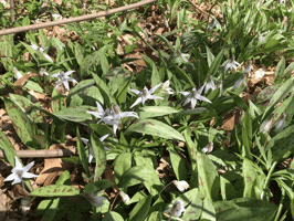 hoosierslim wildflowers GIF
