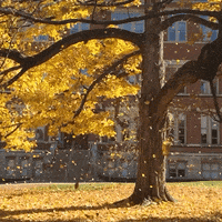 Fall Leaves GIF by Indiana University Bloomington